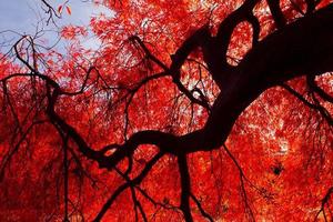 árvore de bordo vermelho outono
