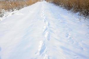 muitos rastros humanos deixam à distância na estrada coberta de neve foto