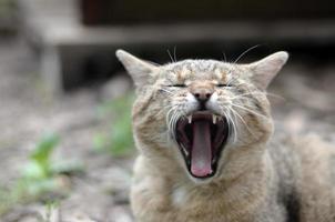 gato doméstico malhado marrom bocejando no quintal verde turva foto