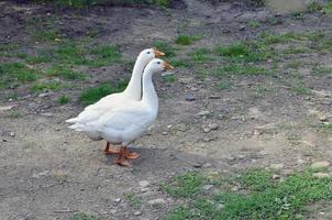 um par de gansos brancos engraçados estão andando pelo quintal gramado sujo foto