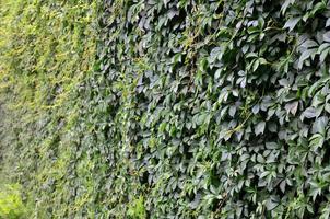 a textura de muitas videiras verdes floridas de hera selvagem que cobrem uma parede de concreto foto