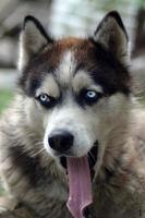 cão husky sonolento bocejos engraçados com boca aberta e língua longa