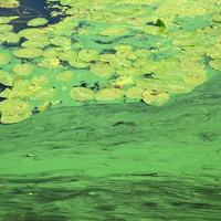 a superfície de um velho pântano coberto com folhas de lentilha e lírio foto