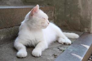 gato branco deitar e dormir em escadas de concreto ao ar livre foto
