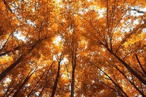 árvores de outono
