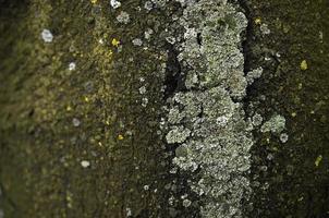 textura da formação de fungos verdes na casca de uma árvore velha em uma estação úmida de inverno foto