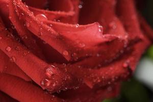 foto macro de rosa vermelha escura molhada com gotas de água