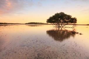 árvore de mangue solitária e raízes em águas rasas foto