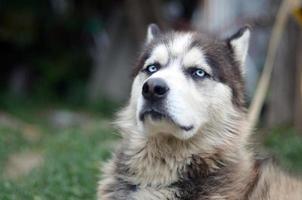 orgulhoso cão husky jovem bonito com cabeça no perfil sentado no jardim foto