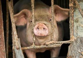 focinho de porco olhando para a câmera através das barras de um chiqueiro. foto