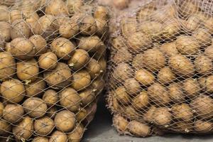 batatas orgânicas no campo foto