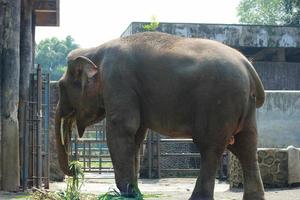 elefante de sumatra elephas maximus sumatranus no parque de vida selvagem de ragunan ou zoológico de ragunan foto