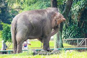 elefante de sumatra elephas maximus sumatranus no parque de vida selvagem de ragunan ou zoológico de ragunan foto