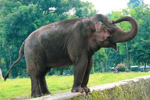 elefante de sumatra elephas maximus sumatranus no parque de vida selvagem de ragunan ou zoológico de ragunan foto