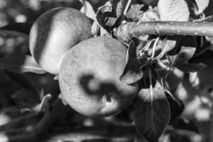 fotografia sobre o tema lindo ramo de frutas macieira foto