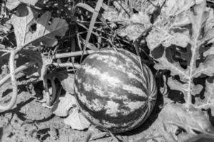 fotografia sobre o tema linda melancia de frutas pequenas foto