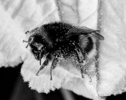 abelha alada voa lentamente para a planta, colete o néctar para o mel foto