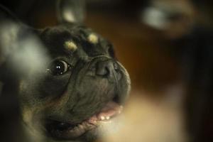 retrato de animal de estimação através de vidro. cachorro abriu a boca. cachorrinho fofo de raça pequena. foto