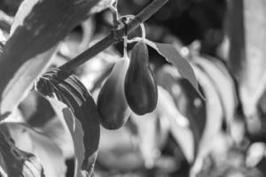 fotografia para tema bonito crescer berry dogwood em folhas de verão de fundo foto