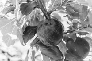fotografia sobre o tema lindo ramo de frutas ameixa foto