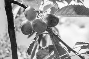 fotografia sobre o tema lindo ramo de frutas cerejeira foto