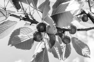 fotografia sobre o tema lindo ramo de frutas cerejeira foto