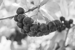 fotografia sobre o tema lindo ramo de bagas aronia bush foto