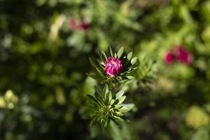 natureza no verão. plantas no parque. beleza natural. foto