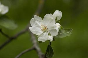 Flor de maçã. floração da primavera. flor branca no galho. detalhes da natureza. foto
