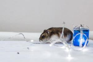 um pequeno hamster com um brinquedo de guirlanda de natal senta-se sobre um fundo de madeira azul claro foto