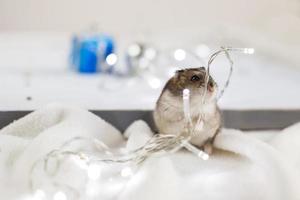 um pequeno hamster com uma guirlanda de natal e com caixa de presente senta-se sobre um fundo de madeira azul claro foto