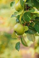 maçãs verdes perfeitas crescendo na árvore no pomar de maçã orgânica. outono outono vista no jardim de estilo country. conceito de dieta de bebê vegetariano de comida saudável. horta local produzem alimentos limpos. foto