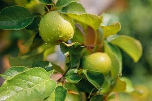 maçãs verdes perfeitas crescendo na árvore no pomar de maçã orgânica. outono outono vista no jardim de estilo country. conceito de dieta de bebê vegetariano de comida saudável. horta local produzem alimentos limpos. foto