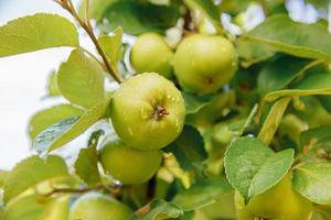 maçãs verdes perfeitas crescendo na árvore no pomar de maçã orgânica. outono outono vista no jardim de estilo country. conceito de dieta de bebê vegetariano de comida saudável. horta local produzem alimentos limpos. foto