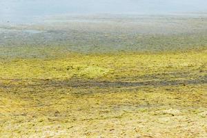 costa cheia de algas verdes marinhas. conceito de ecologia e desastres naturais foto