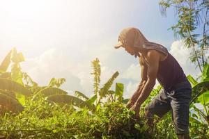 tegal, jawa tengah, 2022 - um agricultor de capuz corta as ervas daninhas com uma foice foto