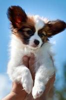 um homem levanta um filhote de papillon bem alto. cão pequeno contra o céu azul foto