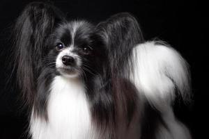 foto de estúdio de um adorável papillon sentado e olhando curiosamente