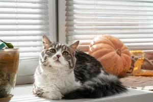 gato cinza fofo senta-se na janela entre abóboras e folhas de outono foto