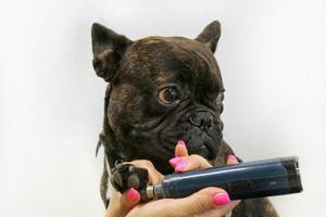 bulldog francês e moedor de unhas elétrico nas mãos do aparador. garras de polir, aparar, cortar, manicure do conceito de animais de estimação. cuidados de higiene animal. procedimento de beleza profissional no salão de beleza. fechar-se foto