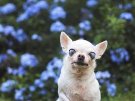cachorro chihuahua velho com olhos cegos, sentado no jardim com flores roxas. foto