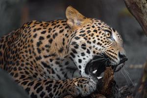 leopardo do sri lankan foto