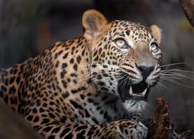 leopardo do sri lankan foto