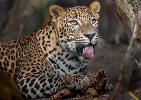 leopardo do sri lankan foto