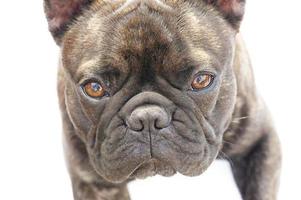 cão bulldog francês isolado no branco. animal de estimação em um fundo branco. foto