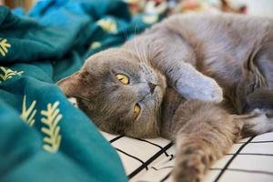 gato de pêlo curto britânico cinza bonito encontra-se na cama. animal de estimação engraçado se acomodou confortavelmente para dormir foto