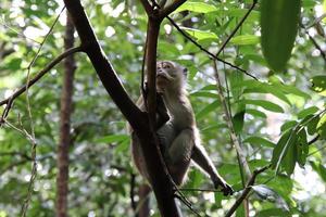 Macaco de cauda longa em uma árvore foto