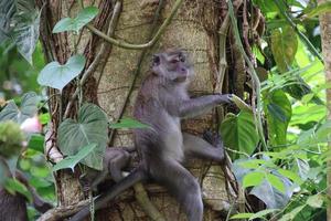 Macaco de cauda longa em uma árvore foto