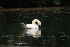 cisne branco em uma lagoa foto