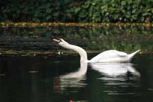 cisne branco em uma lagoa foto